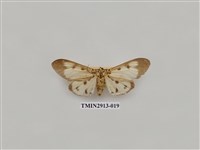 藏品(夜蛾7)的圖片